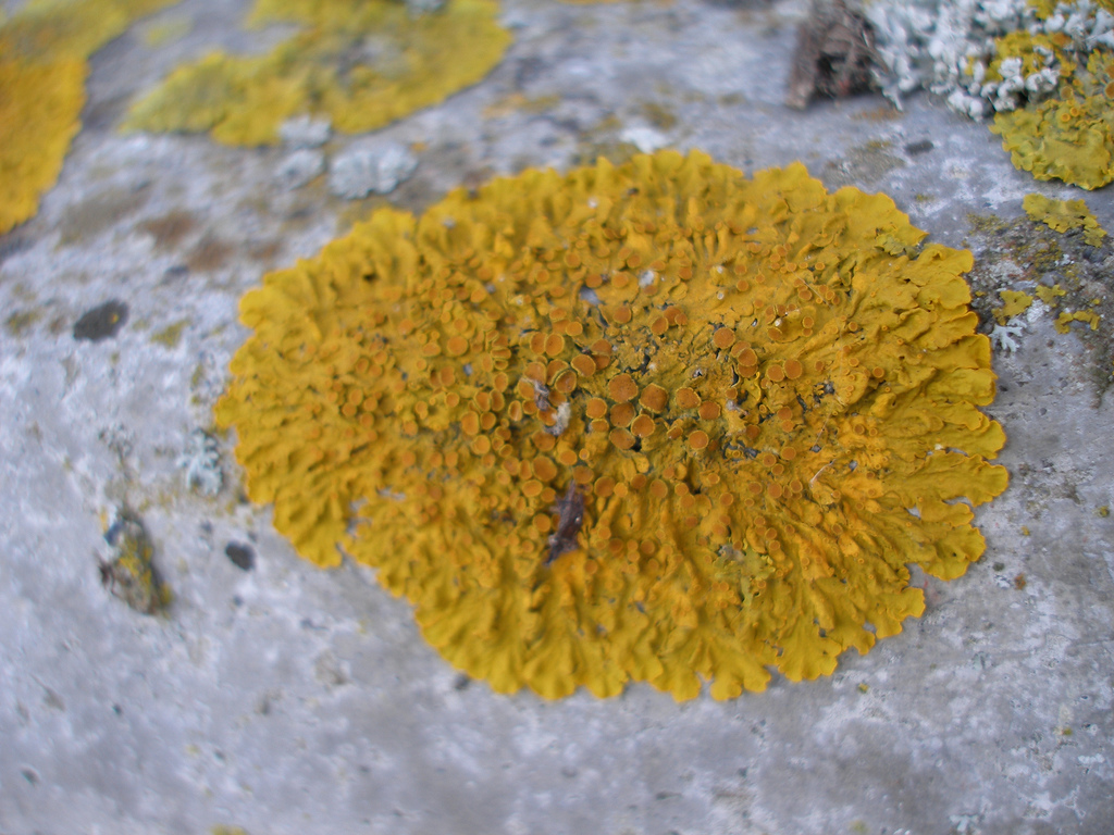 Lichen, Creative Commons-N. McAuley