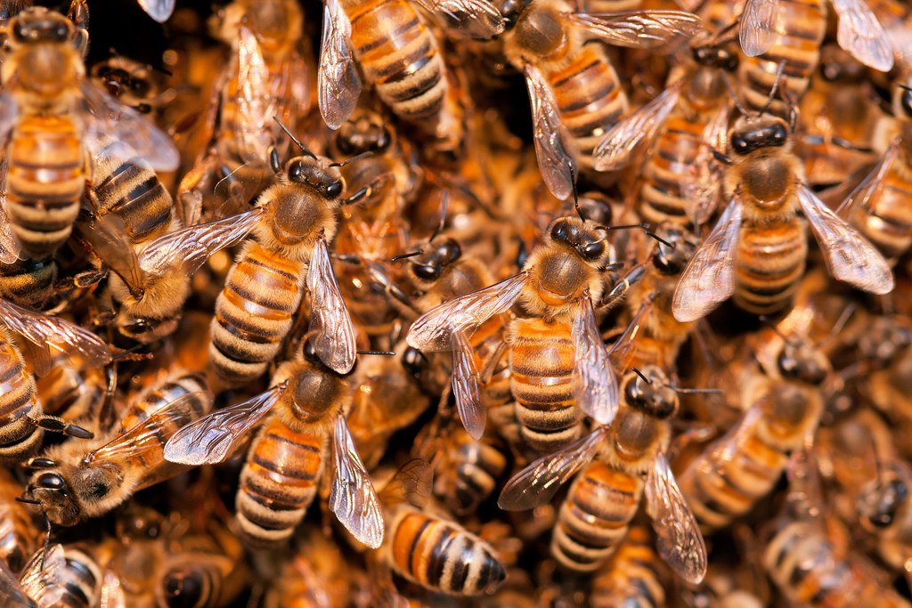 Bee communication within hives inspired REGEN’s Swarm Energy Management™ systems which cut the peak energy demand of building heating and cooling systems. Credit: Umberto Salvagnin/Flickr.