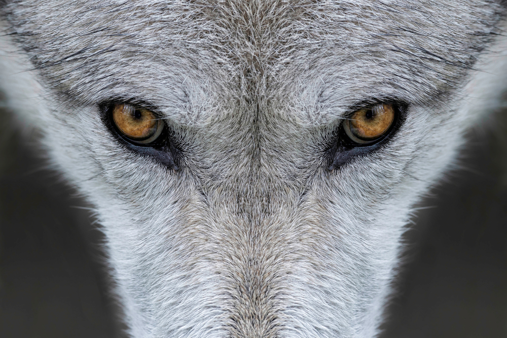 When a small number of wolves were reintroduced to Yellowstone National Park in the 70s,  the effects were dramatic and unexpected.