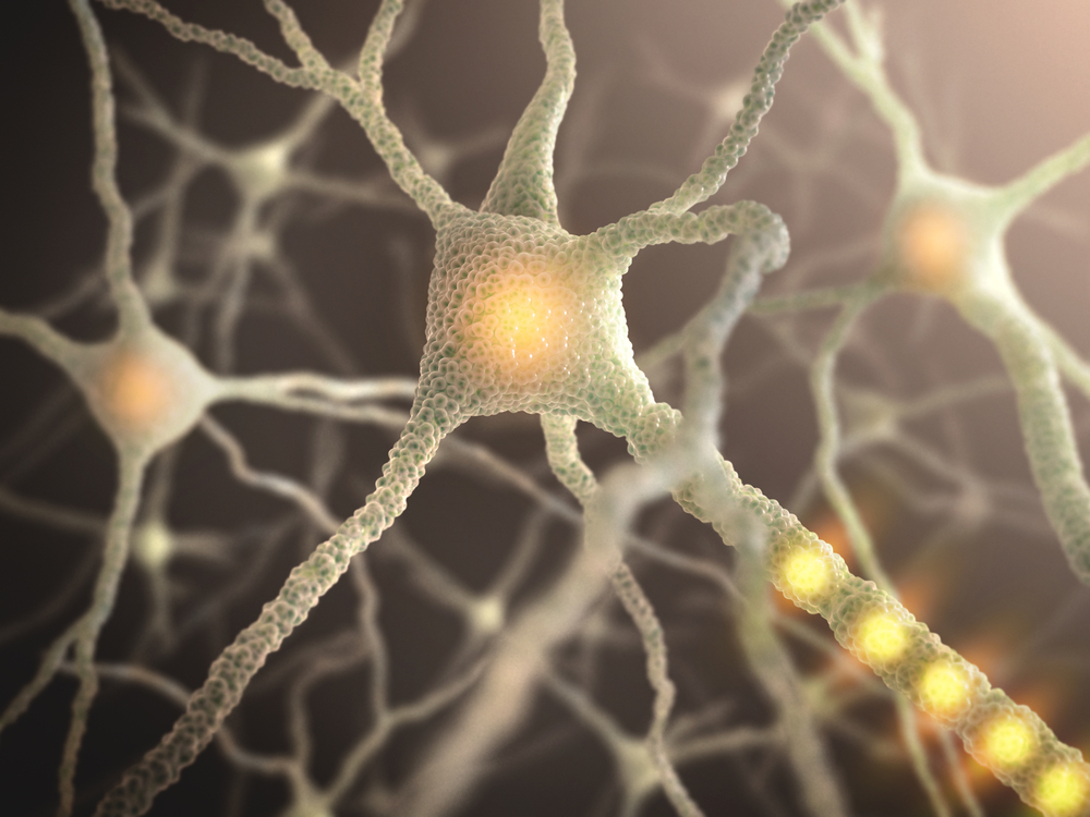 Neurons in the human brain.