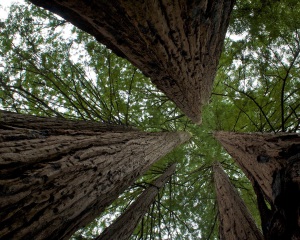 redwood forest lkg up