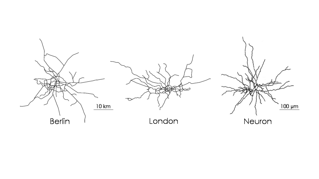 Subway_neuron