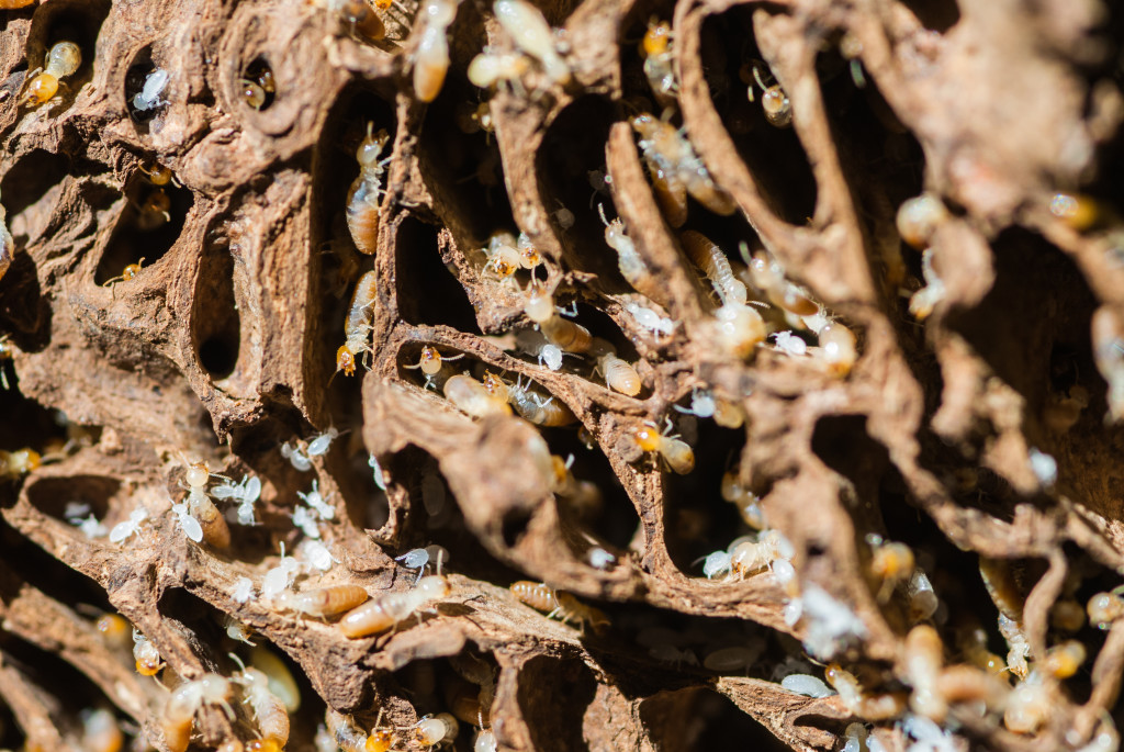 Termites working together, shuttling resources and information. Photo: Chaikom, Shutterstock