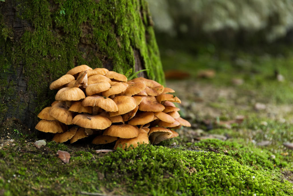 The oldest organism in the world: fungal network in the Malheur National Forest, Oregon. Photo: leungchopan, Shutterstock