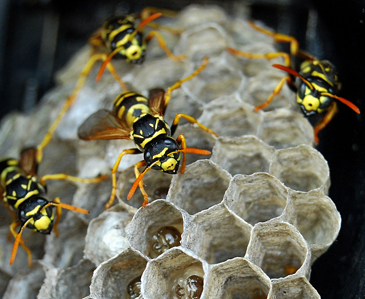 bees – Biomimicry Institute