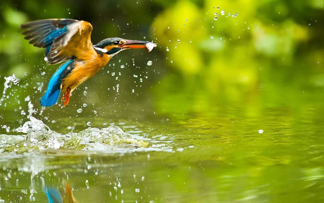 kingfisher