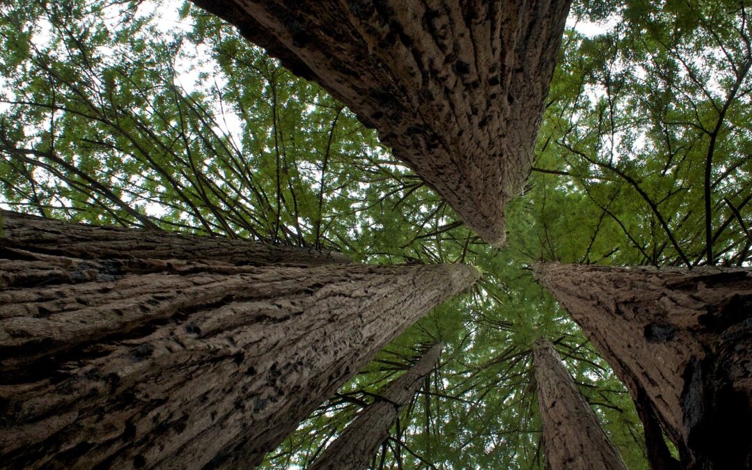redwood forest lkg up