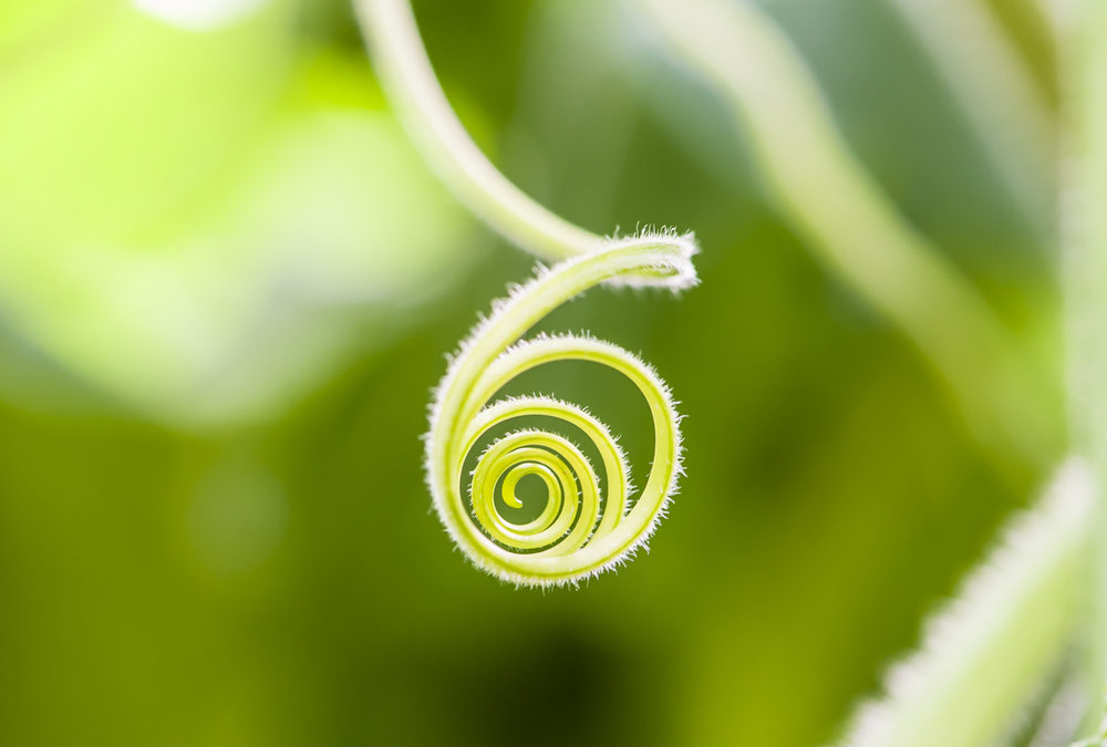 The power of the Biomimicry Design Spiral