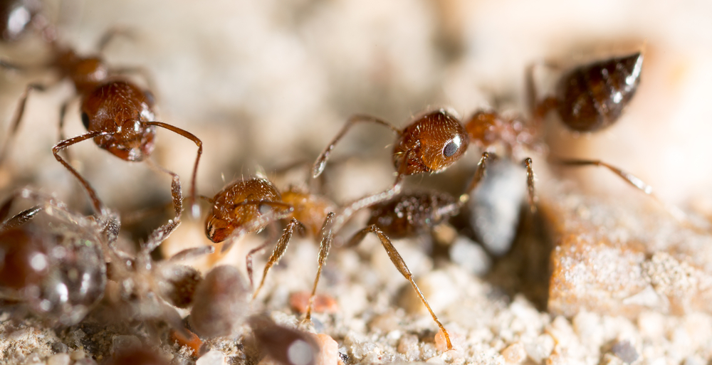 Don’t call it snail mail – this improved mail delivery system was inspired by ants