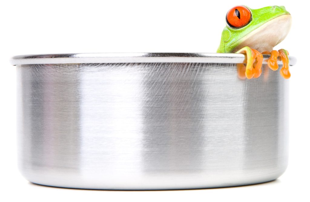 Frog in cooking pot. 
