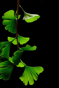 Ginkgo leaves. Photo by James Field
