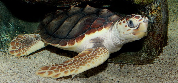 Loggerhead turtle. Photo by Brian Gratwicke.