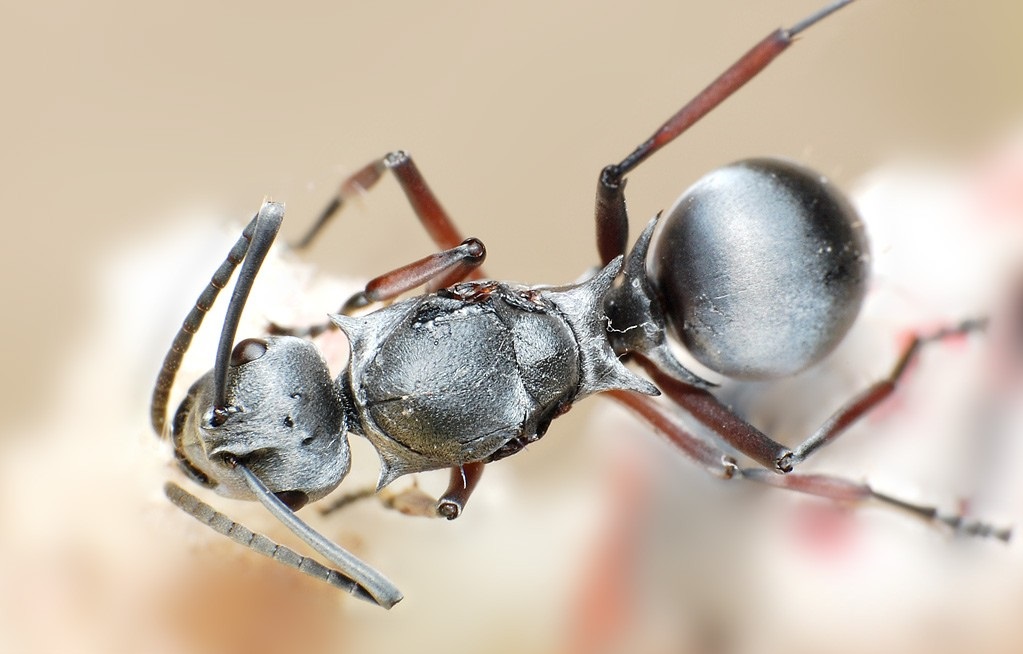 Silver-Ants-are-Protected-against-Desert-Heat-by-their-Cleverly-Designed-Hair-Coating-1024×681