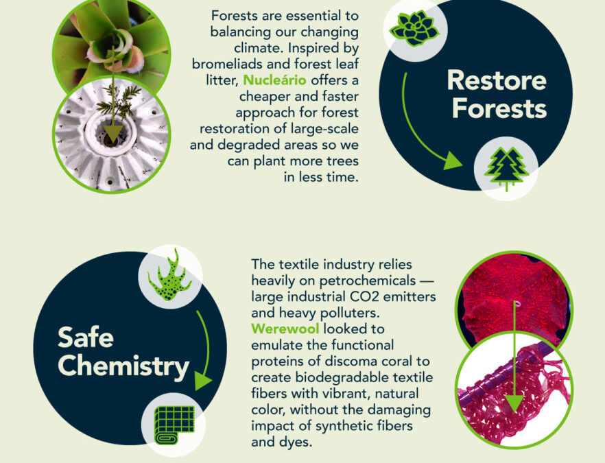 What-is-Biomimicry-Infographic