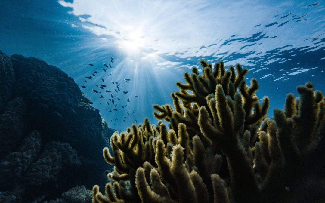 Going Blue: Transforming the Oceans’ Vicious Cycle into a Virtuous One with Biomimicry (Part 2)
