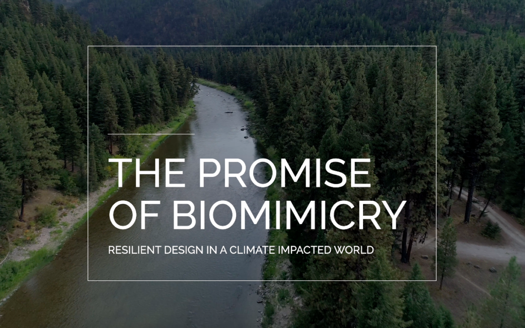 “The Promise of Biomimicry”: Join us on January 23 for the Live Watch Party