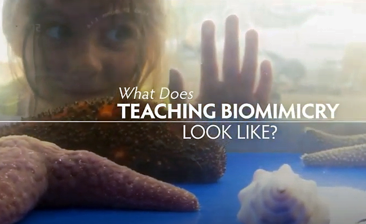The Biomimicry Educator Ripple Effect: A New Short Film