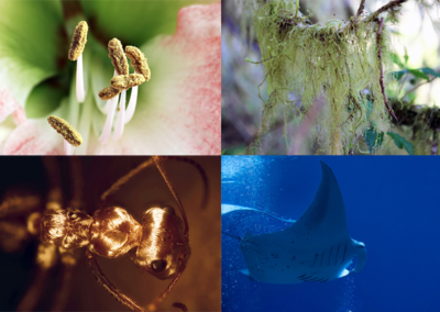 Introducing the 2020 Biomimicry Launchpad Virtual Showcase