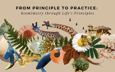 An Introduction to Life’s Principles