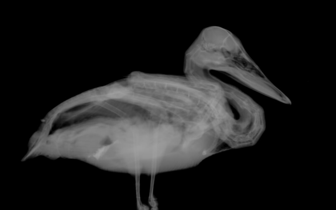 X-ray,Of,Wild,Duck,Rescued,After,Entanglement