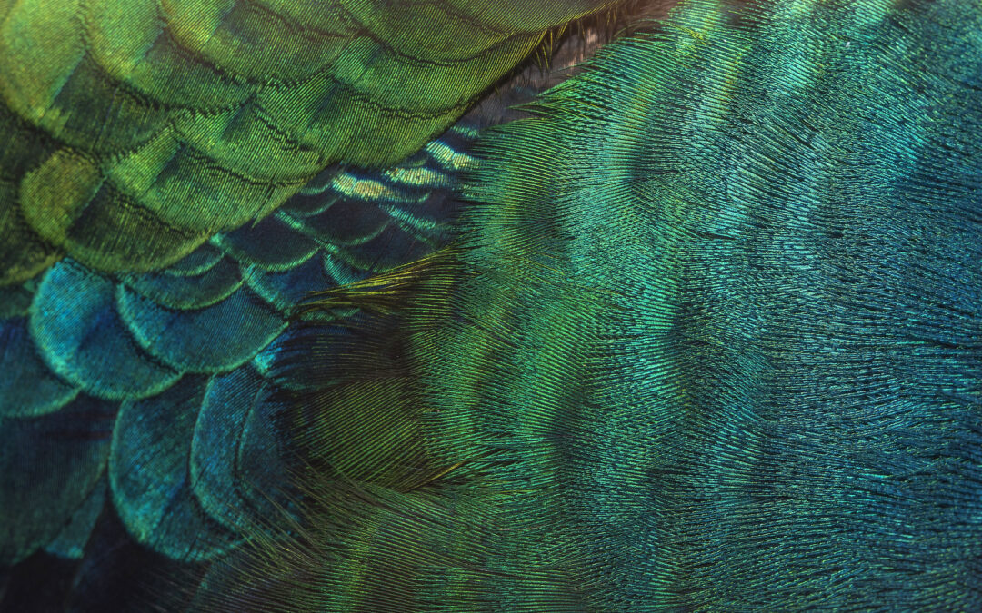 Close-up,Peacock,Feathers