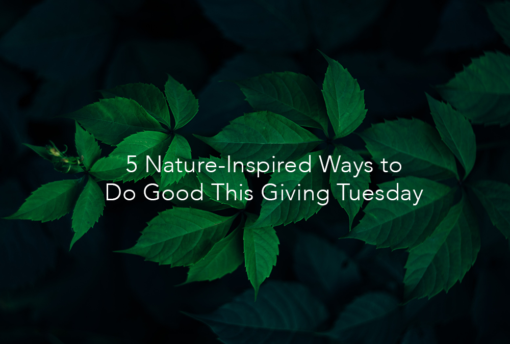 5 Nature-Inspired Ways to Do Good This Giving Tuesday