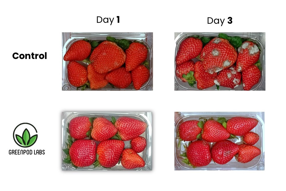 Strawberry snippet_updated