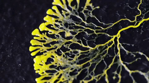 1c_GIF Credit_Science Friday