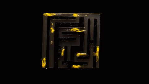 2c_Biology Slime GIF By PBS Digital Studios