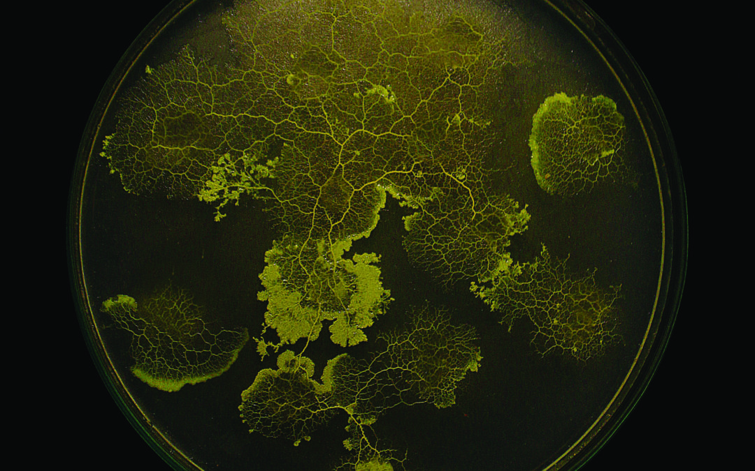 8a_Physarum Polycephalum as biological computer ©ecoLogicStudio