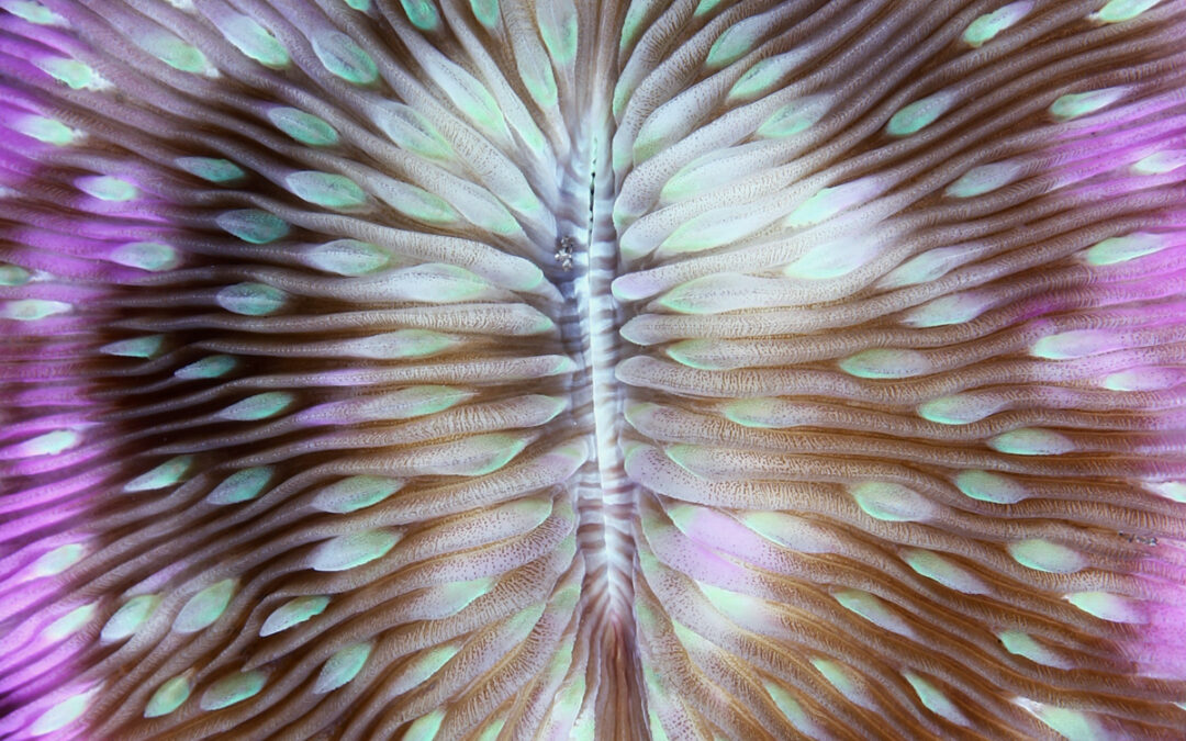 8c Coral – Photograph by Silvie De Burie