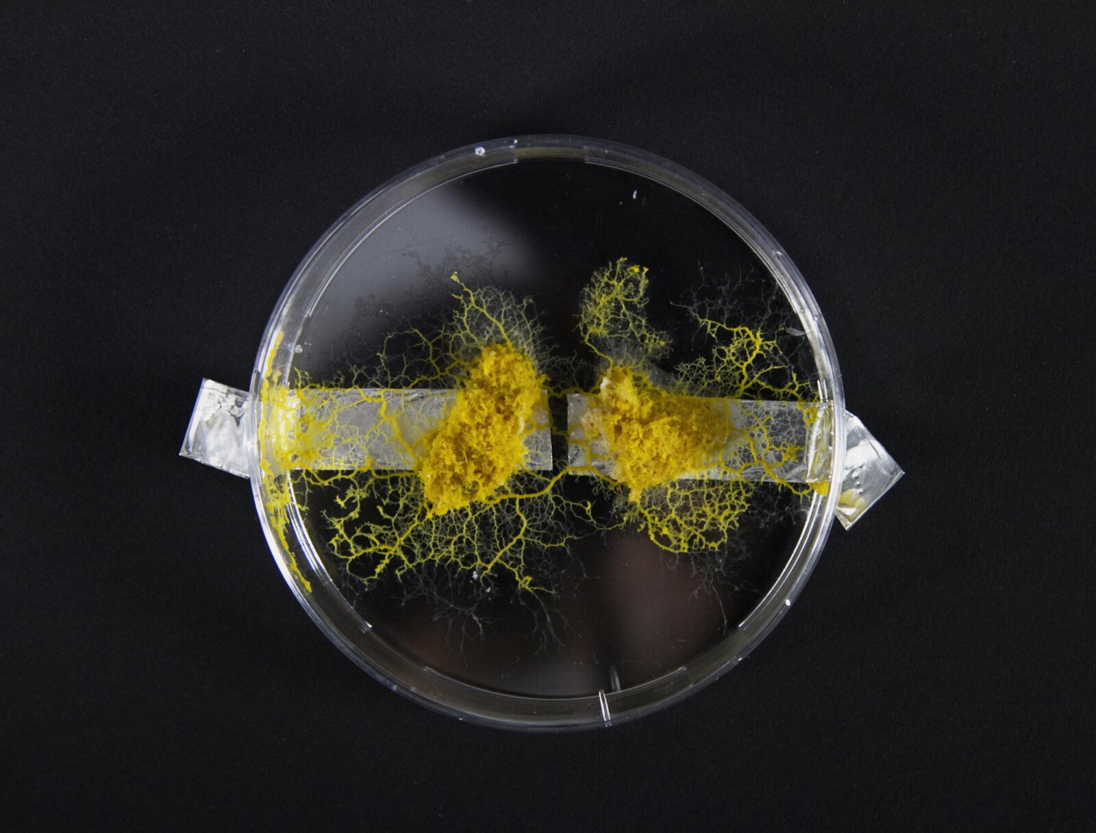 Slime Mold Computing Beyond EV and AI: Is Slime Mold Driving the Future of Car Innovation ...